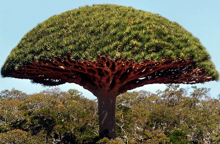 image arbre Sang du Dragon