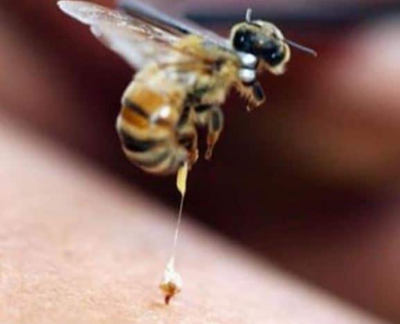 Apitherapie le venin d'abeille c