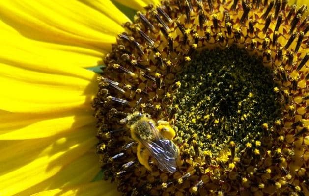 Image abeilles pollen frais