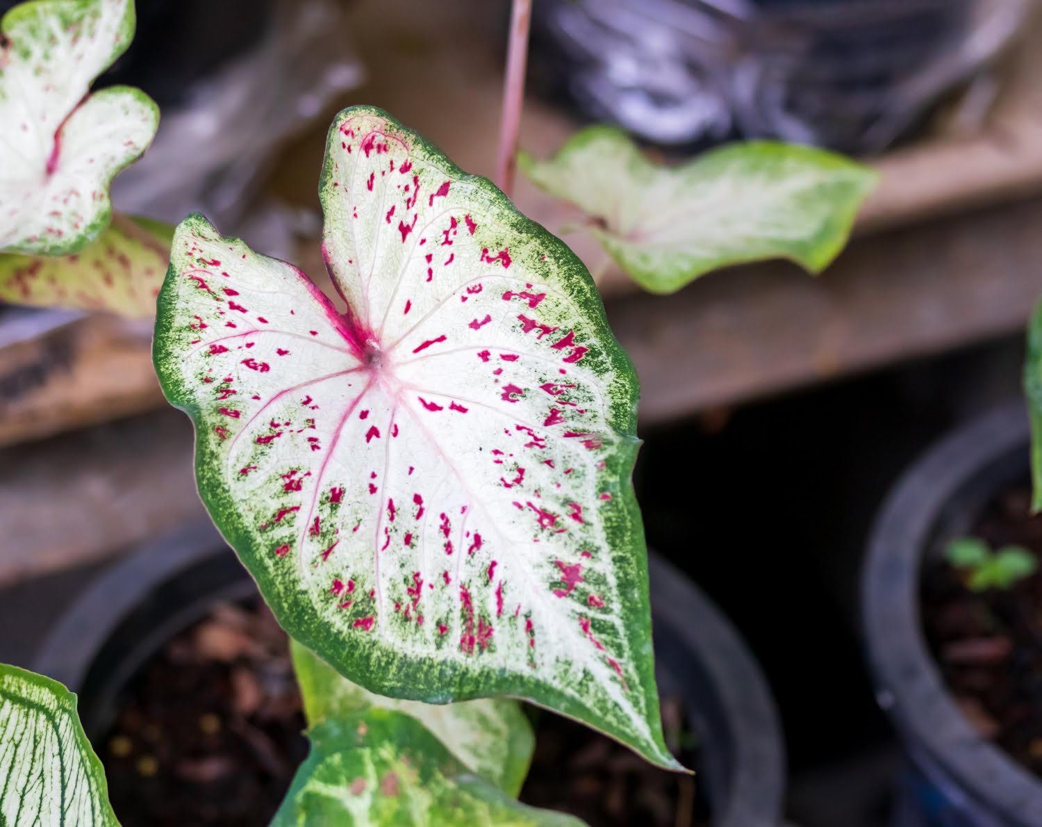 Faits intéressants que je parie que vous ne saviez jamais à propos de viagra