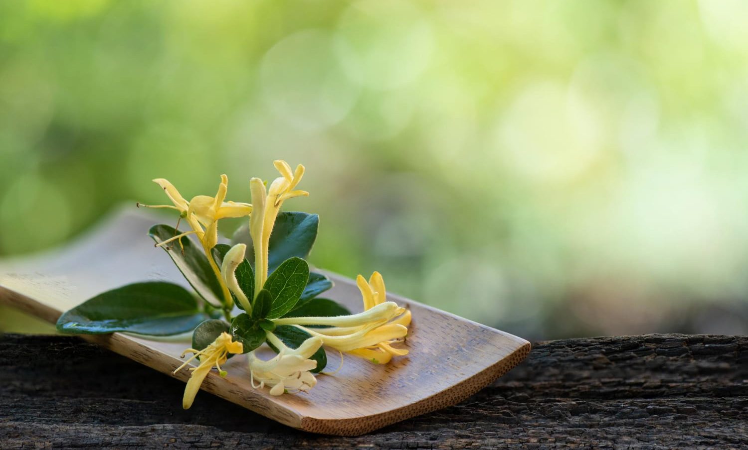 Comment jouir des vertus de la fleur de Bach chèvrefeuille