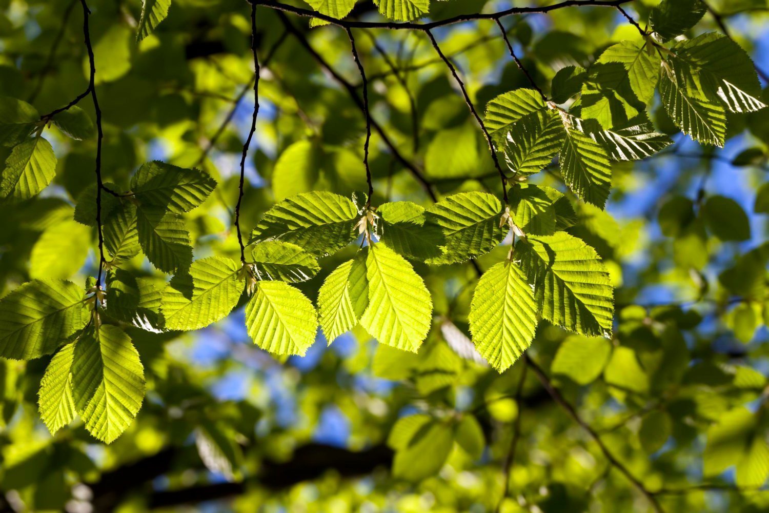 Fleur de Bach charme ou Hornbeam quelles sont ses vertus Fleur de Bach charme ou Hornbeam quelles sont ses vertus