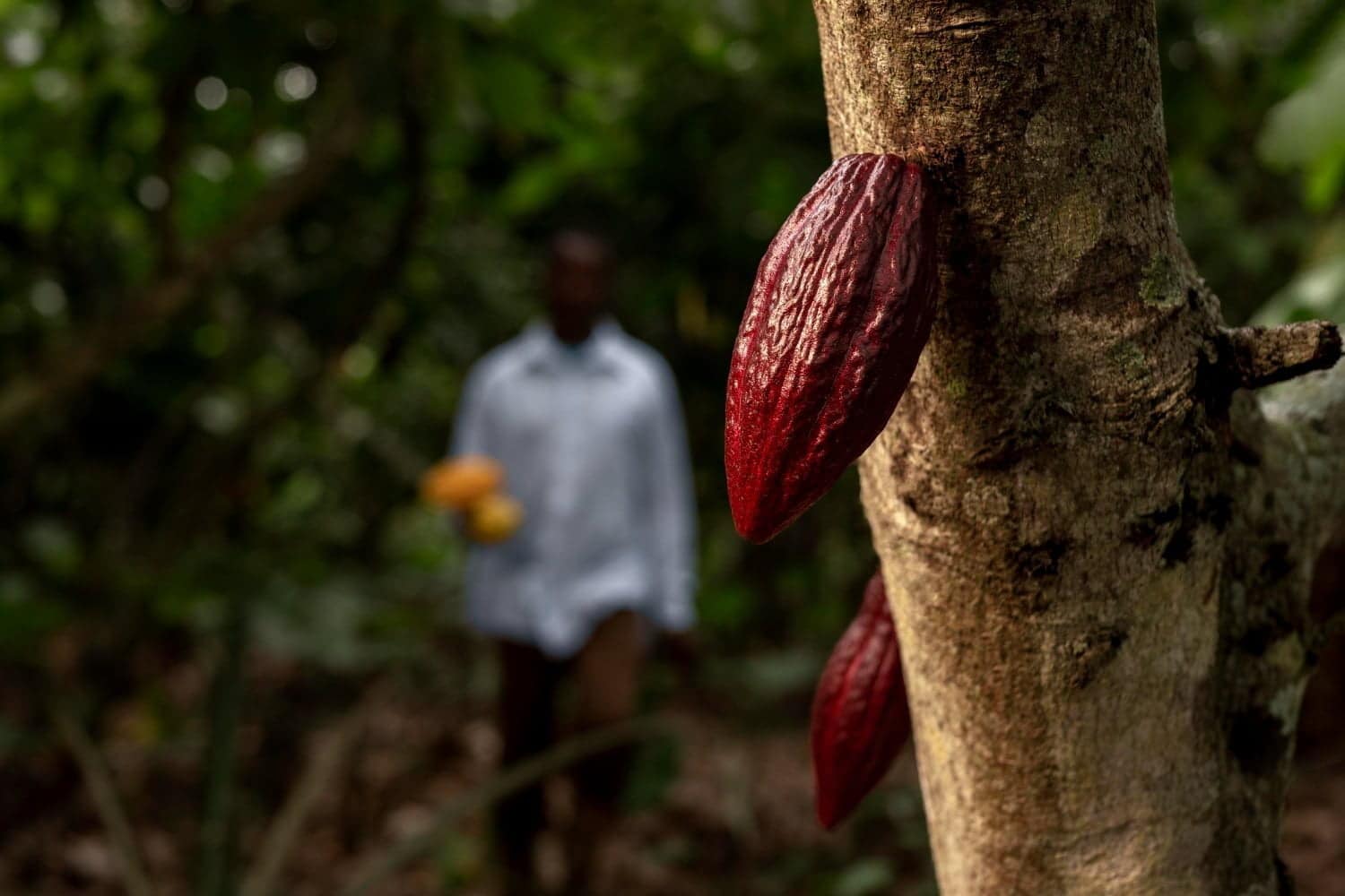 Les bienfaits des fèves de cacao : un trésor pour votre santé