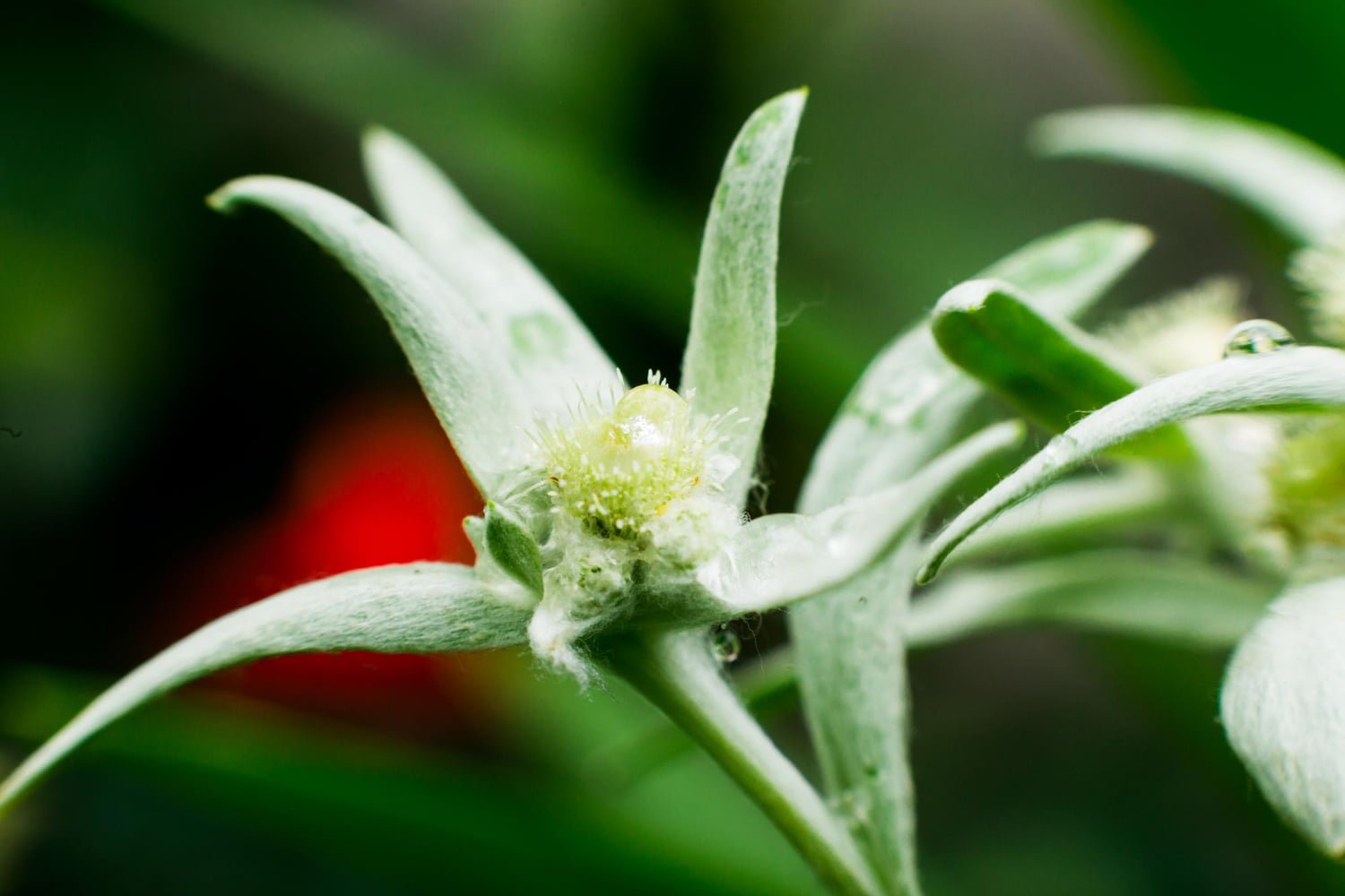 L'edelweiss, une plante des montagnes à vertu exceptionnelle pour la peau