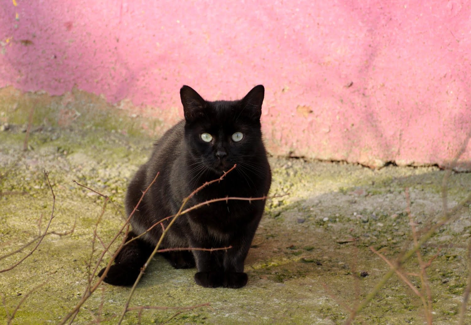 Vendredi 13 Chat Noir Miroir Brise 10 Superstitions Communes Expliquees