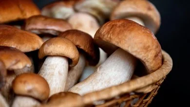 Panier de champignons