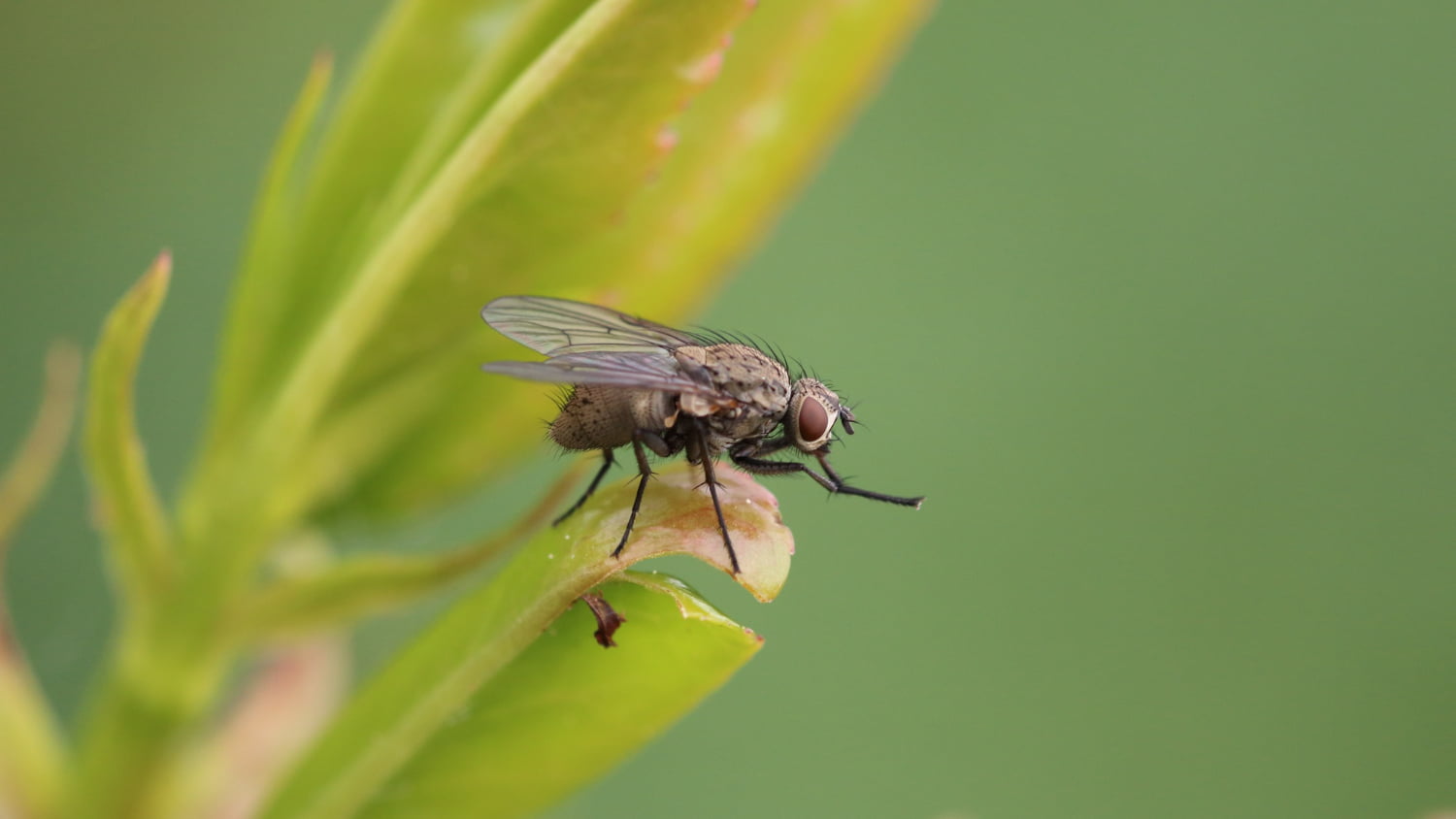 Vier Möglichkeiten, Fliegen aus Ihrem Zuhause zu entfernen