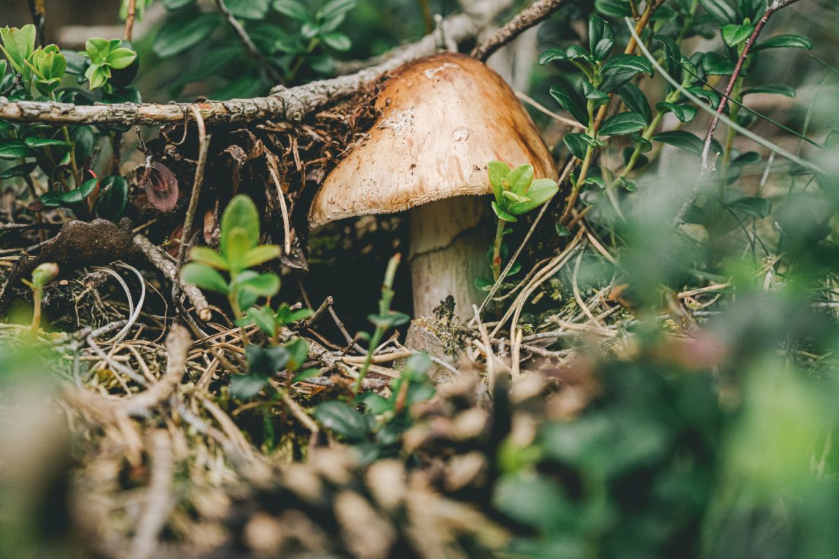 Champignons de saisons en Foret