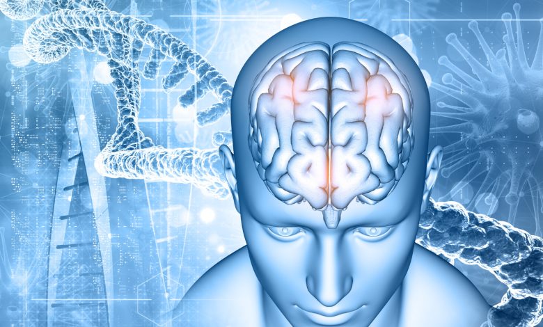 Illustration cerveau humain