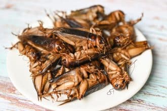 Assiete d insectes