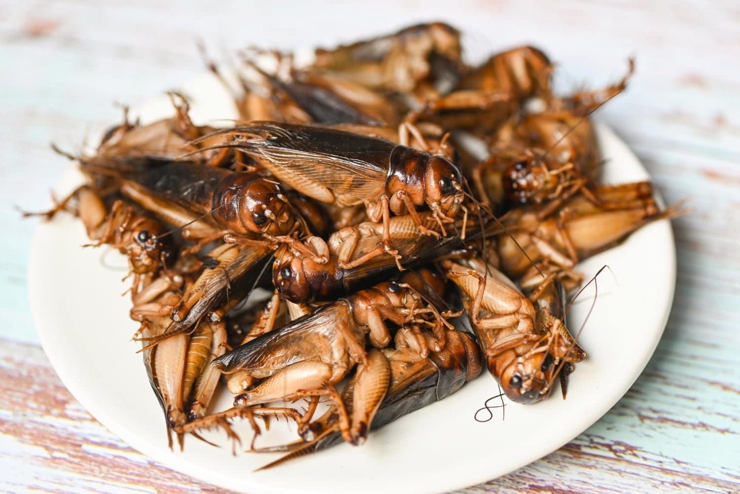 Assiete d insectes