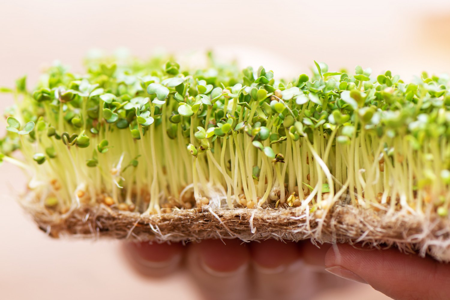 here-are-the-7-superfoods-elected-in-2023-for-solid-health-archyde
