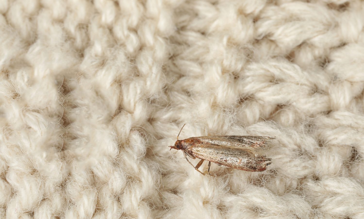 10 conseils pour éliminer naturellement les mites de la maison