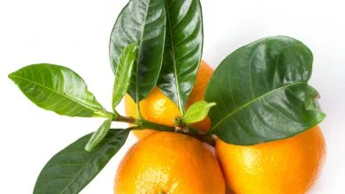 Photo de madarine sur fond blanc