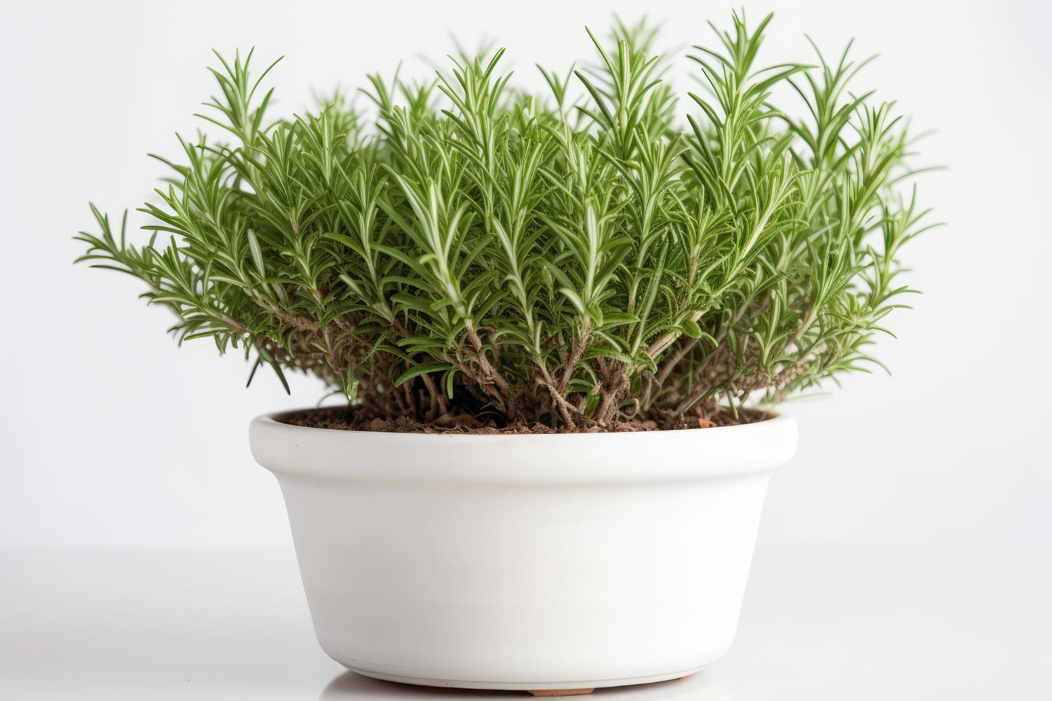 Astuces pour faire durer le romarin en pot plus de 10 ans.