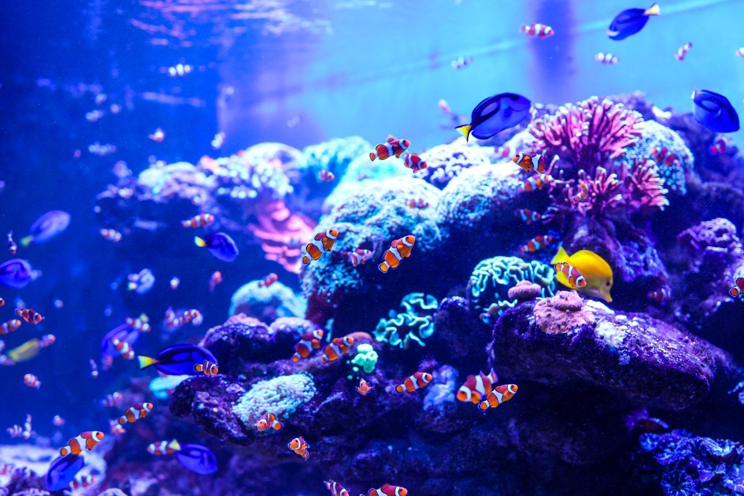 Comment maintenir un aquarium propre et sans odeur désagréable