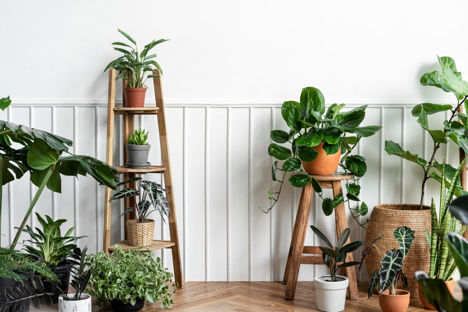 Top 5 Des Plantes Dépolluantes à Avoir à La Maison - La Green Touch